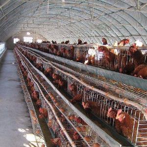 溫室養(yǎng)殖大棚