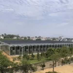 國泰隆安裝工程之八步區(qū)扶貧生態(tài)移民果蔬展示園建設(shè)如火如荼